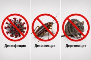 Что такое дезинфекция, дезинсекция, дератизация